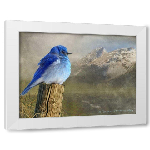 Mountain Blue Bird White Modern Wood Framed Art Print by Vest, Chris