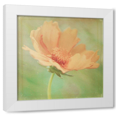 Dream in Pink I White Modern Wood Framed Art Print by Jorgensen, Jennifer