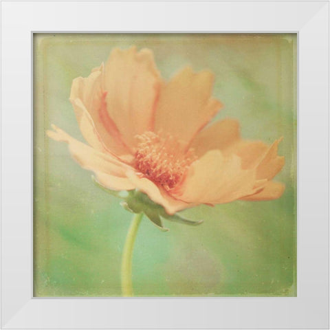 Dream in Pink I White Modern Wood Framed Art Print by Jorgensen, Jennifer