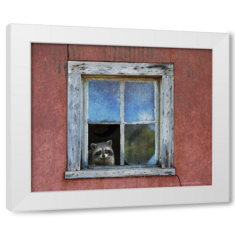Raccoon Window White Modern Wood Framed Art Print by Vest, Chris