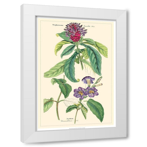 Dietrich Botanical III White Modern Wood Framed Art Print by Dietrich