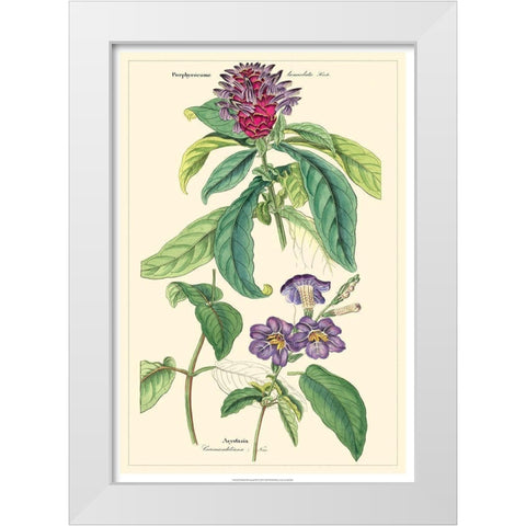 Dietrich Botanical III White Modern Wood Framed Art Print by Dietrich