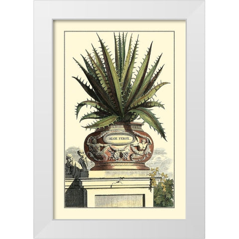 Antique Munting Aloe I White Modern Wood Framed Art Print by Munting, Abraham