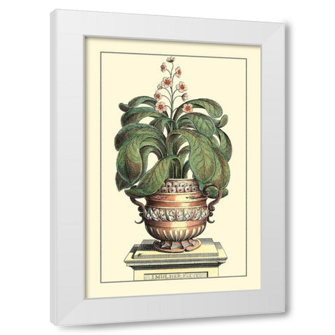 Antique Munting Aloe II White Modern Wood Framed Art Print by Munting, Abraham