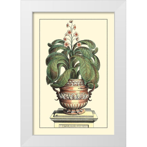 Antique Munting Aloe II White Modern Wood Framed Art Print by Munting, Abraham