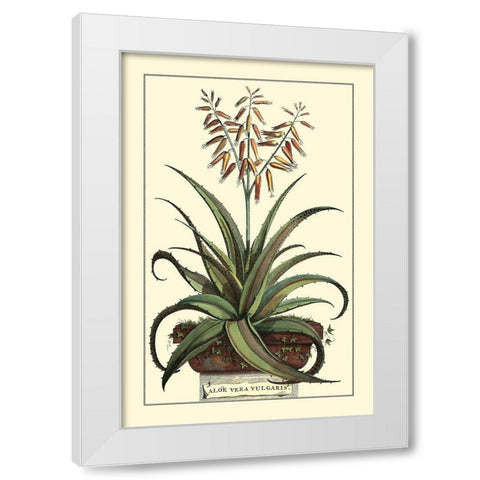 Antique Munting Aloe III White Modern Wood Framed Art Print by Munting, Abraham