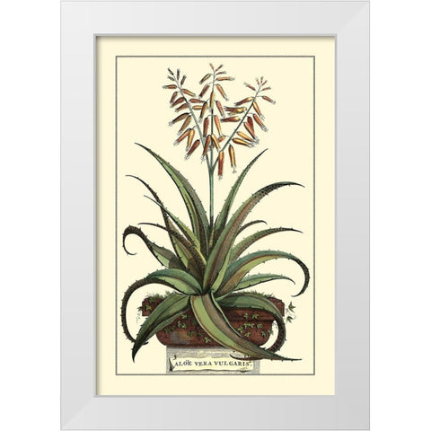 Antique Munting Aloe III White Modern Wood Framed Art Print by Munting, Abraham