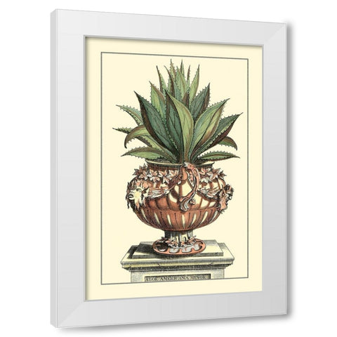 Antique Munting Aloe IV White Modern Wood Framed Art Print by Munting, Abraham