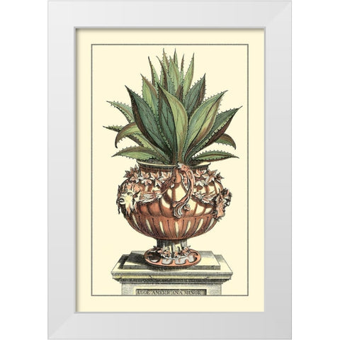 Antique Munting Aloe IV White Modern Wood Framed Art Print by Munting, Abraham