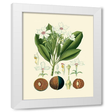 Botanical Glory IV White Modern Wood Framed Art Print by Vision Studio