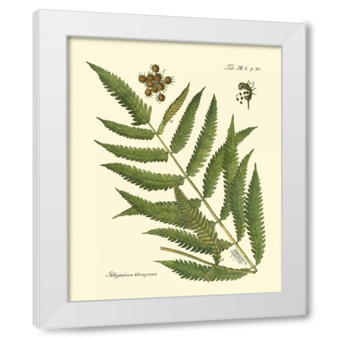 Antique Fern II White Modern Wood Framed Art Print by Vision Studio