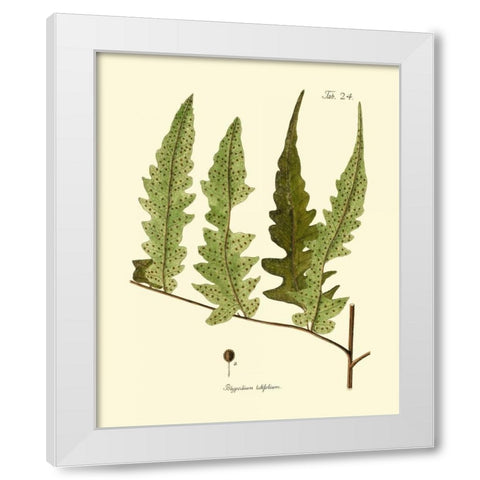 Antique Fern VII White Modern Wood Framed Art Print by Vision Studio