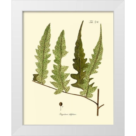 Antique Fern VII White Modern Wood Framed Art Print by Vision Studio