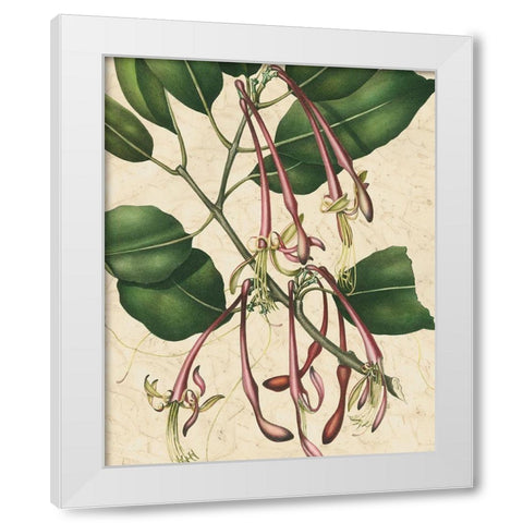 Botanic Beauty I White Modern Wood Framed Art Print by Vision Studio