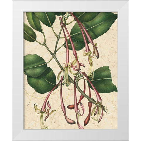 Botanic Beauty I White Modern Wood Framed Art Print by Vision Studio