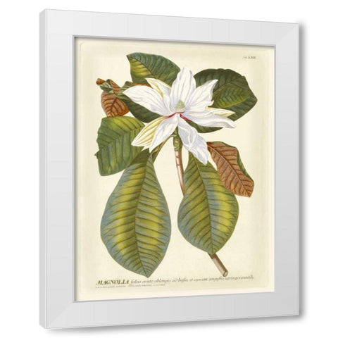 Magnificent Magnolias II White Modern Wood Framed Art Print by Trew, Jacob