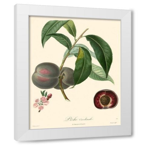 Bessa Plums White Modern Wood Framed Art Print by Bessa