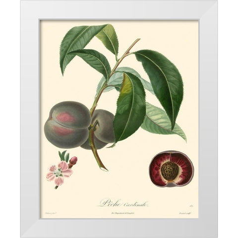 Bessa Plums White Modern Wood Framed Art Print by Bessa
