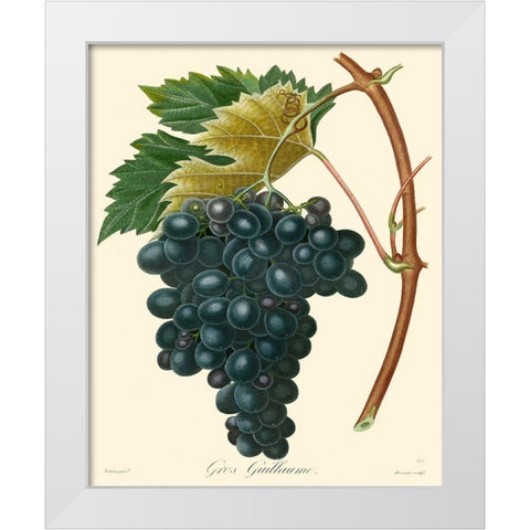 Bessa Grapes II White Modern Wood Framed Art Print by Bessa