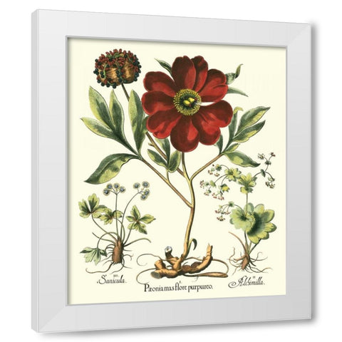 Besler Peonie II White Modern Wood Framed Art Print by Besler, Basilius