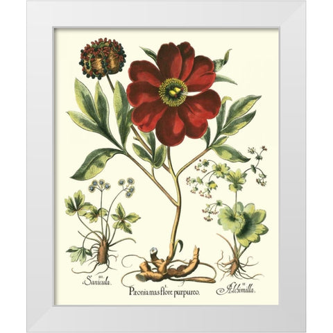 Besler Peonie II White Modern Wood Framed Art Print by Besler, Basilius