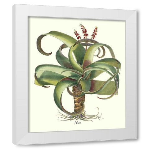 Besler Aloe White Modern Wood Framed Art Print by Besler, Basilius