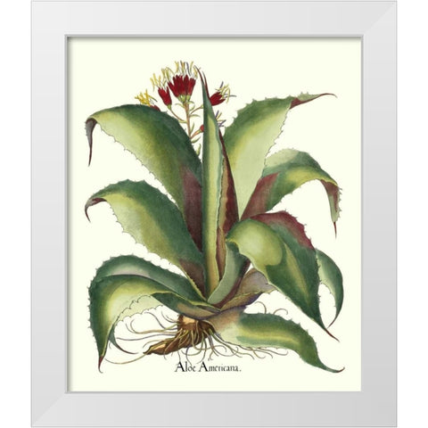 Besler Aloe Americana White Modern Wood Framed Art Print by Besler, Basilius