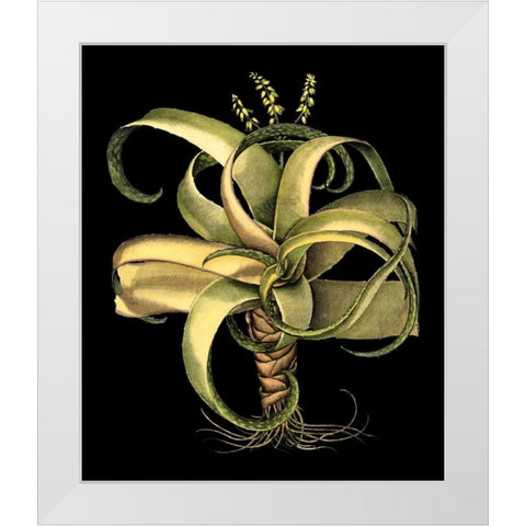 Custom Dramatic Aloe I (LG) White Modern Wood Framed Art Print by Besler, Basilius