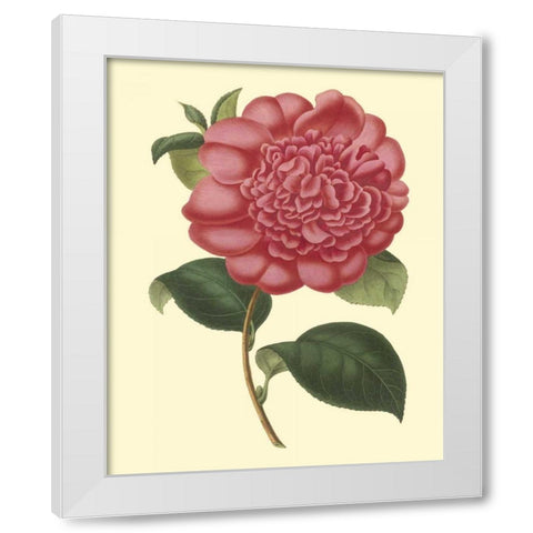 Camellia Garden I White Modern Wood Framed Art Print by Verschaffelt
