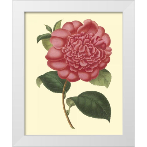 Camellia Garden I White Modern Wood Framed Art Print by Verschaffelt