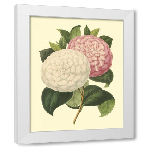 Camellia Garden IV White Modern Wood Framed Art Print by Verschaffelt