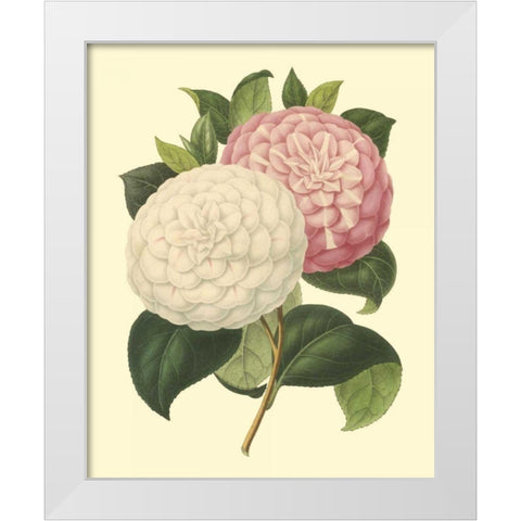 Camellia Garden IV White Modern Wood Framed Art Print by Verschaffelt