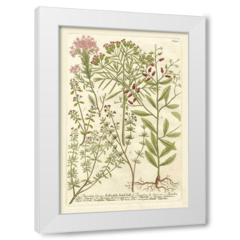 Weinmanns Garden I White Modern Wood Framed Art Print by Weinmann, Johann