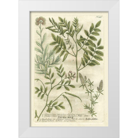 Weinmanns Garden II White Modern Wood Framed Art Print by Weinmann, Johann