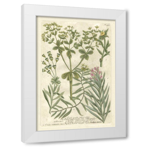 Weinmanns Garden III White Modern Wood Framed Art Print by Weinmann, Johann