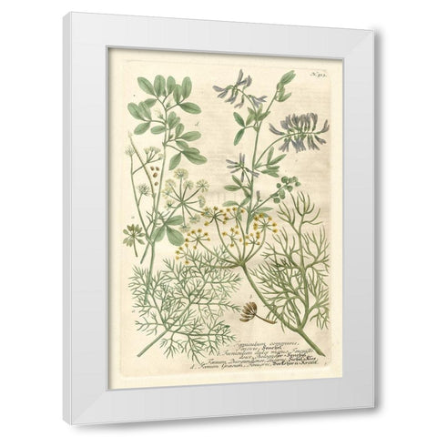 Weinmanns Garden IV White Modern Wood Framed Art Print by Weinmann, Johann
