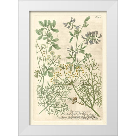 Weinmanns Garden IV White Modern Wood Framed Art Print by Weinmann, Johann