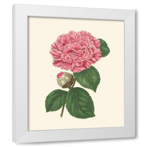 Summer Blush I White Modern Wood Framed Art Print by Smith, E. D.