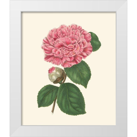 Summer Blush I White Modern Wood Framed Art Print by Smith, E. D.