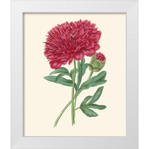 Summer Blush II White Modern Wood Framed Art Print by Smith, E. D.