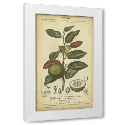 Exotic Botanica III White Modern Wood Framed Art Print by Turpin