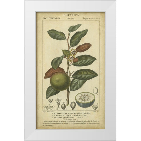 Exotic Botanica III White Modern Wood Framed Art Print by Turpin