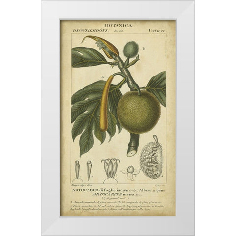 Exotic Botanica IV White Modern Wood Framed Art Print by Turpin