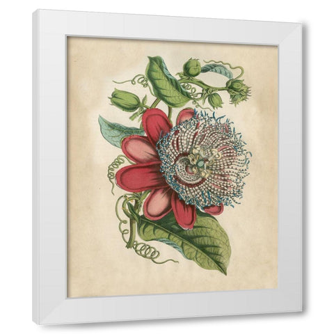 Tropical Beauty I White Modern Wood Framed Art Print by Wiek, John