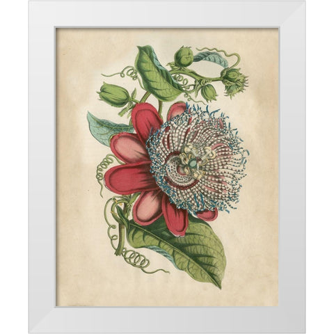 Tropical Beauty I White Modern Wood Framed Art Print by Wiek, John