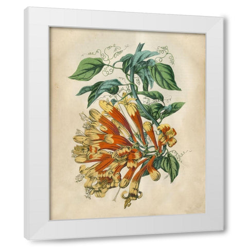 Tropical Beauty II White Modern Wood Framed Art Print by Wiek, John
