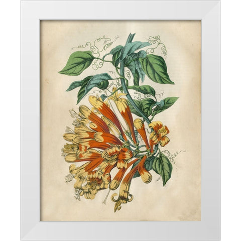 Tropical Beauty II White Modern Wood Framed Art Print by Wiek, John