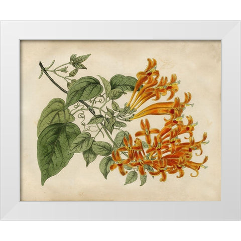 Tropical Beauty III White Modern Wood Framed Art Print by Edwards, Sydenham