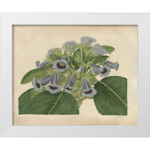 Tropical Beauty IV White Modern Wood Framed Art Print by Edwards, Sydenham