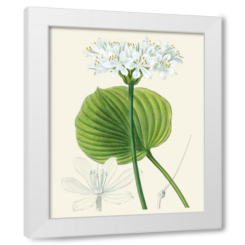 Les Fleurs Blanches II White Modern Wood Framed Art Print by Unknown